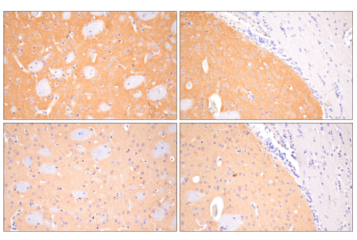 Immunohistochemistry Image 3: SynGAP-alpha2 (E4Y6I) Rabbit Monoclonal Antibody