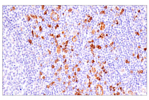 Immunohistochemistry Image 3: IL3RA/CD123 (BR4MS) Mouse Monoclonal Antibody