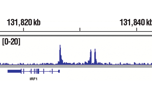 undefined Image 44: ALK Activation Antibody Sampler Kit