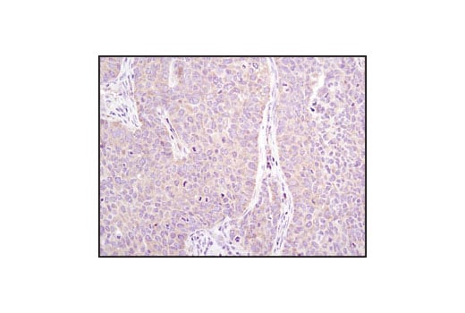 Immunohistochemistry Image 2: eIF2 alpha (L57A5) Mouse Monoclonal Antibody