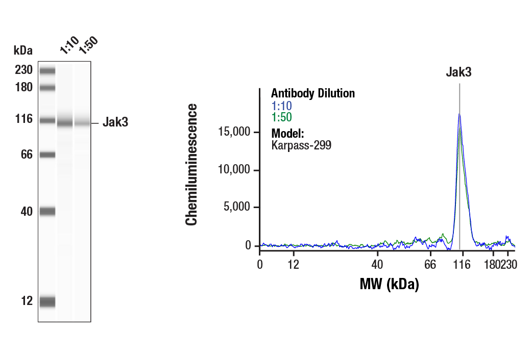 Western Blotting Image 1: Jak3 (D7B12) Rabbit Monoclonal Antibody