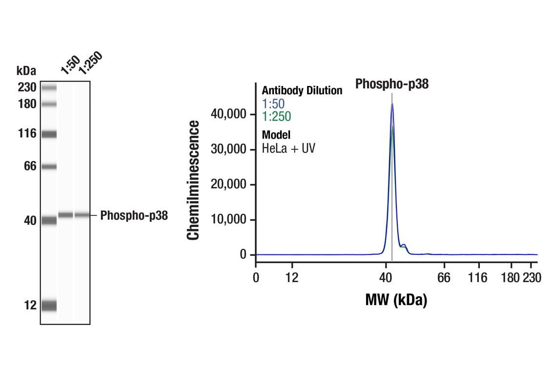 Western Blotting Image 1: Phospho-p38 MAPK (Thr180/Tyr182) (D3F9) Rabbit Monoclonal Antibody