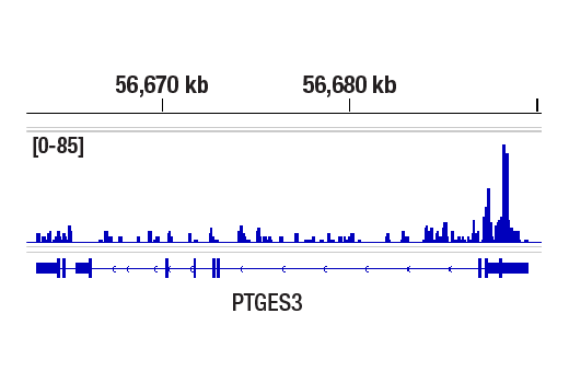 CUT & RUN Image 1: ZMYND11/BS69 (E7P9O) Rabbit Monoclonal Antibody