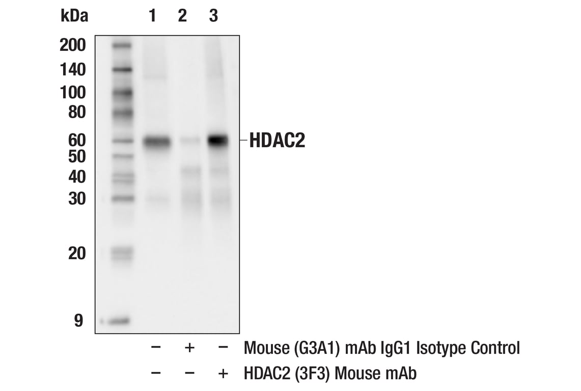 Immunoprecipitation Image 1: HDAC2 (3F3) Mouse Monoclonal Antibody