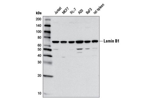 Western Blotting Image 2: Lamin B1 (D9V6H) Rabbit Monoclonal Antibody
