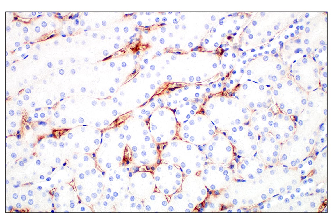 Immunohistochemistry Image 6: IgM (E8M1B) Rabbit Monoclonal Antibody (BSA and Azide Free)