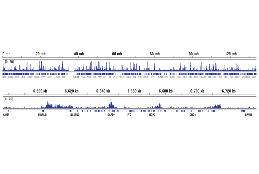 Chromatin Immunoprecipitation Image 2: Tri-Methyl-Histone H3 (Lys79) (E8B3M) Rabbit Monoclonal Antibody