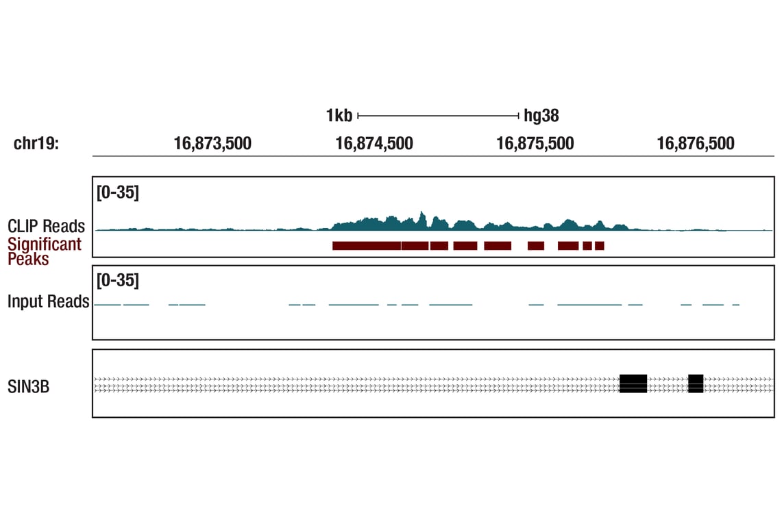 eCLIP Image 1: DNAJC2/MPP11 (D6B1E) Rabbit Monoclonal Antibody