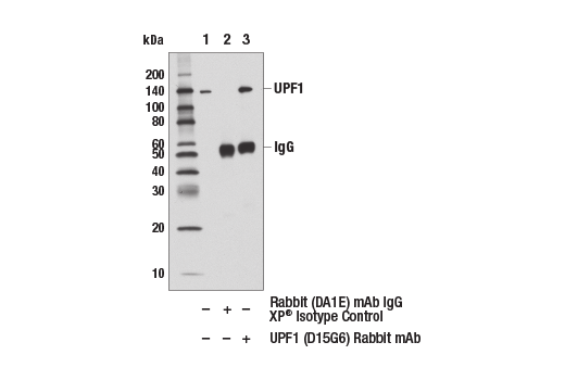 Immunoprecipitation Image 1: UPF1 (D15G6) Rabbit Monoclonal Antibody