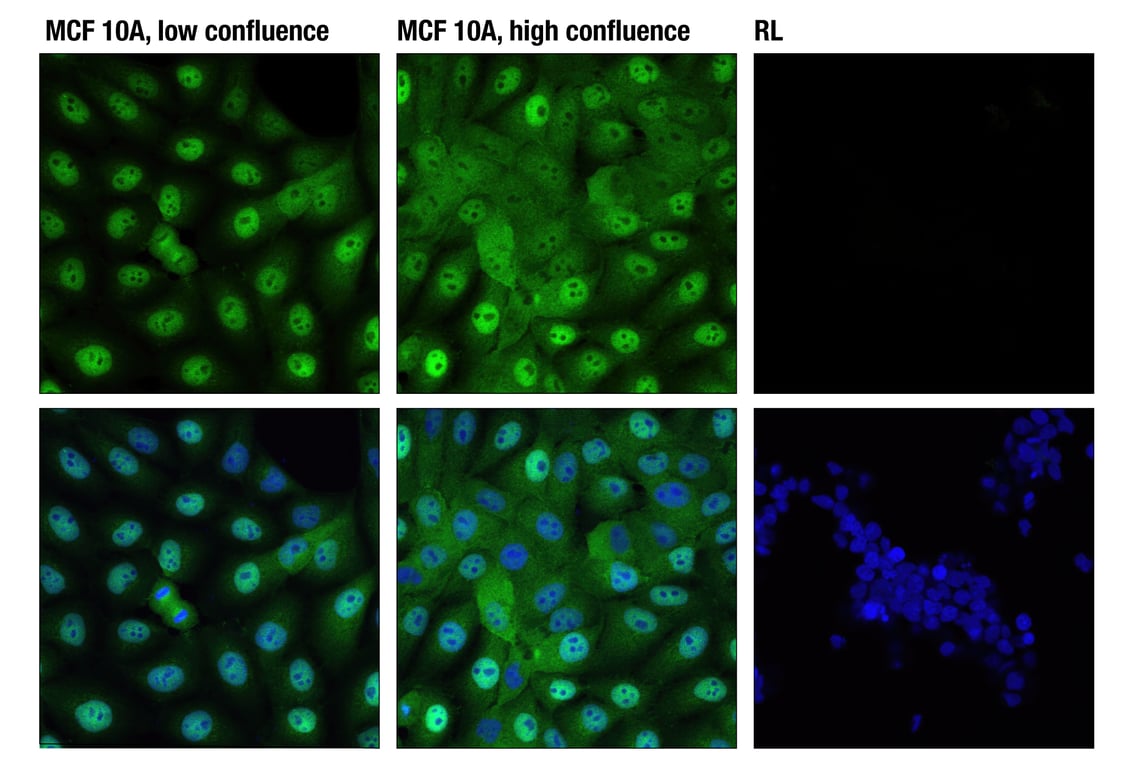 Immunofluorescence Image 1: YAP (D8H1X) XP<sup>®</sup> Rabbit mAb