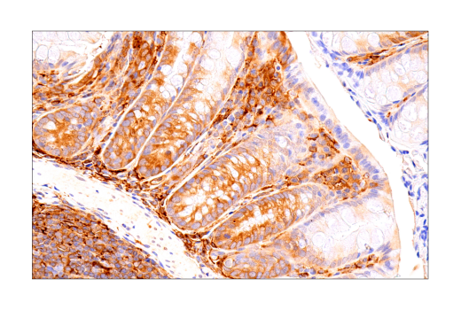 undefined Image 33: Ferroptosis Antibody Sampler Kit