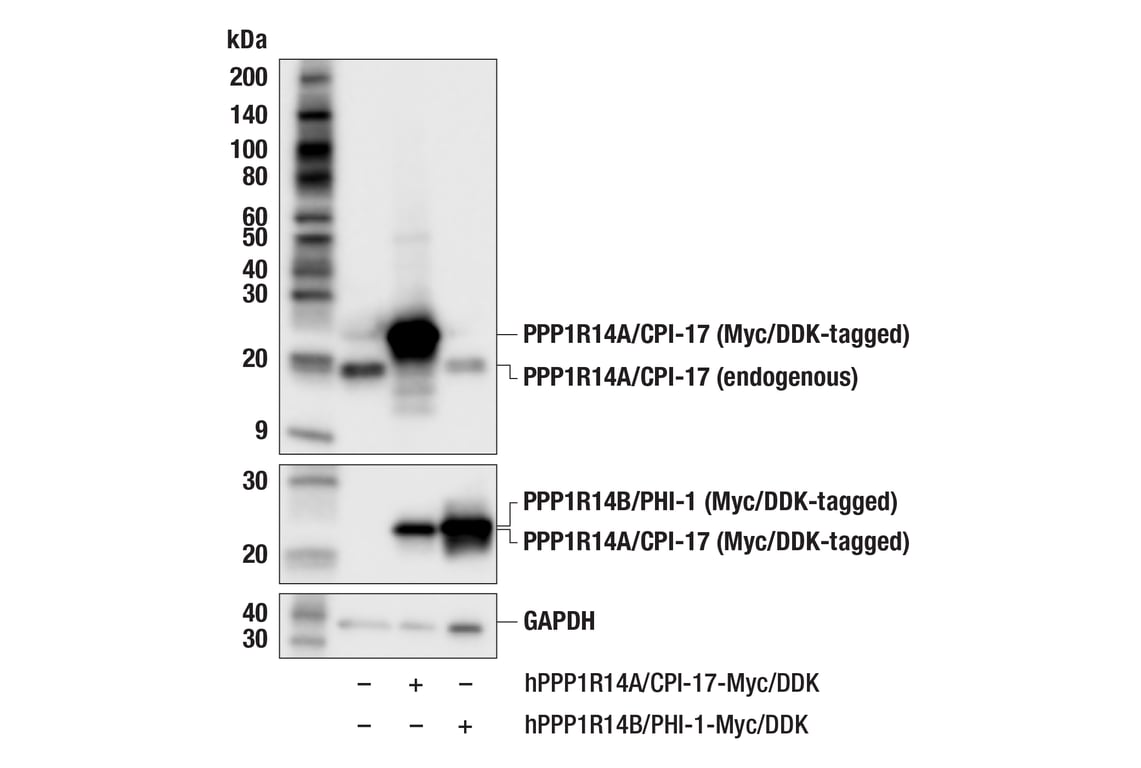 Western Blotting Image 3: PPP1R14A/CPI-17 (F1I6X) Rabbit Monoclonal Antibody