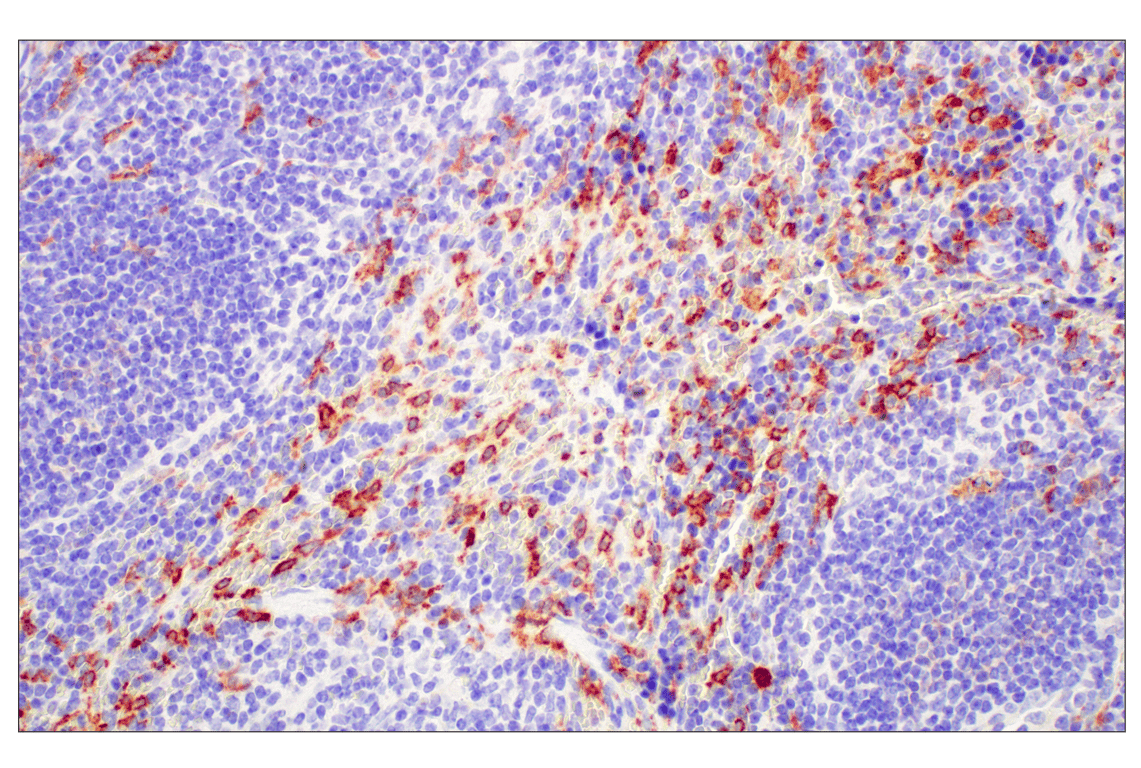 Immunohistochemistry Image 5: C1QB (E3U6X) Rabbit Monoclonal Antibody (BSA and Azide Free)