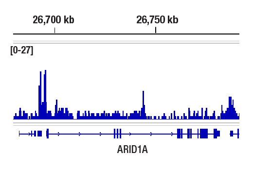CUT & RUN Image 1: Aiolos (D1C1E) Rabbit Monoclonal Antibody