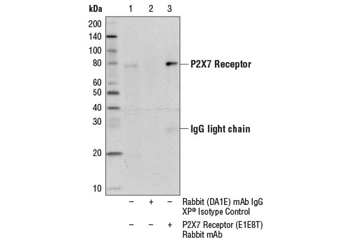 Immunoprecipitation Image 1: P2X7 Receptor (E1E8T) Rabbit Monoclonal Antibody