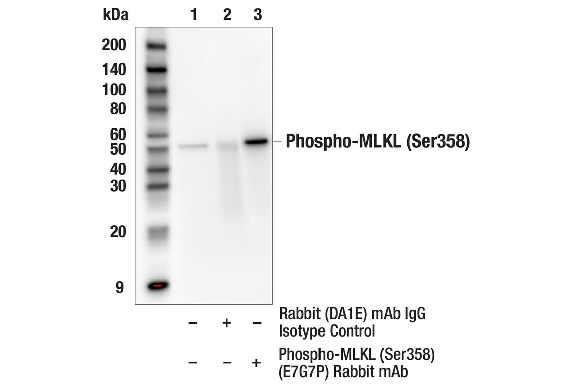 Immunoprecipitation Image 1: Phospho-MLKL (Ser358) (E7G7P) Rabbit Monoclonal Antibody