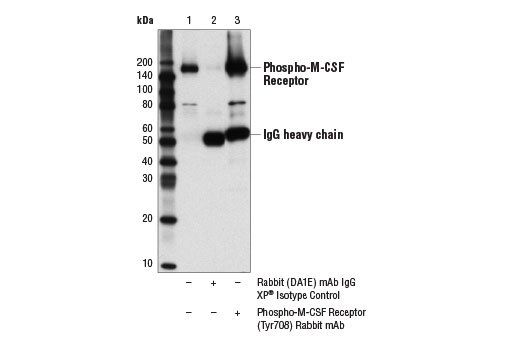 Immunoprecipitation Image 1: Phospho-CSF-1R/M-CSF-R (Tyr708) (D5F4Y) Rabbit Monoclonal Antibody