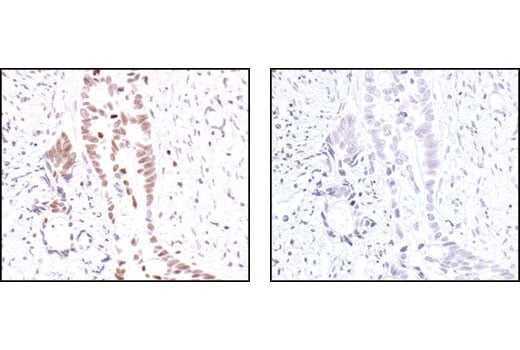 Immunohistochemistry Image 3: Acetyl-Histone H3 (Lys9) Antibody