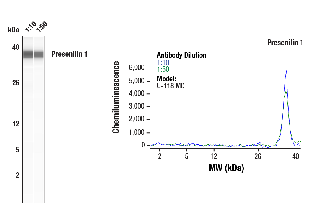 Western Blotting Image 1: Presenilin 1 (E3L9X) Rabbit Monoclonal Antibody