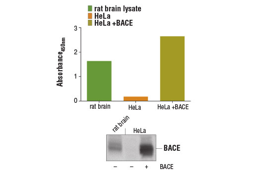 ELISA Image 1: PathScan<sup>®</sup> Total BACE Sandwich ELISA Kit