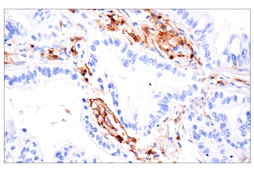 Immunohistochemistry Image 3: CD4 (EP204) Rabbit Monoclonal Antibody