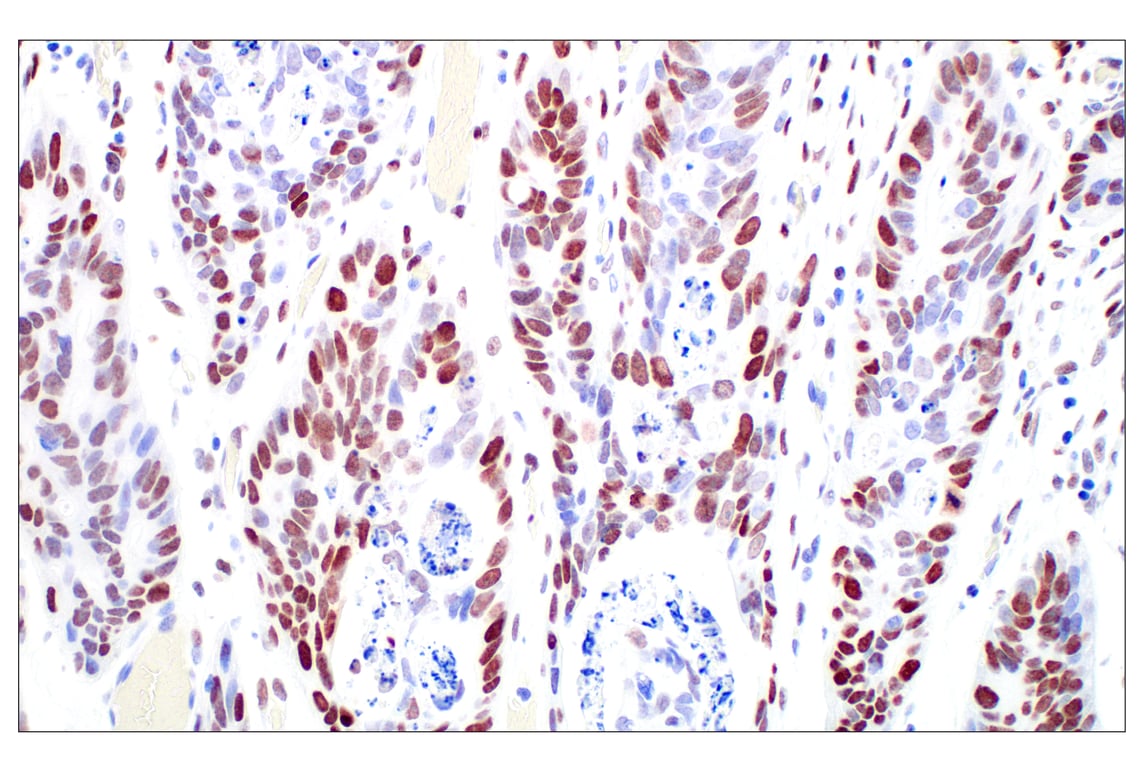 Immunohistochemistry Image 1: c-Fos (E2I7R) Rabbit Monoclonal Antibody