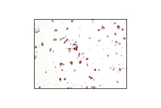 Immunohistochemistry Image 8: CD31 (PECAM-1) (89C2) Mouse Monoclonal Antibody (BSA and Azide Free)