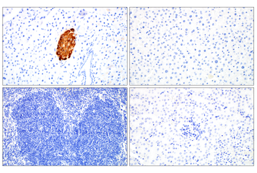 Immunohistochemistry Image 2: C-Peptide (E9C4P) Rabbit Monoclonal Antibody