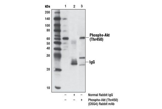 Immunoprecipitation Image 1: Phospho-Akt (Thr450) (D5G4) Rabbit Monoclonal Antibody