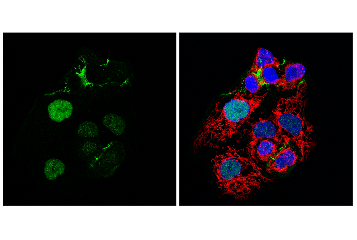 Immunofluorescence Image 1: Anillin (F6M2V) Rabbit Monoclonal Antibody