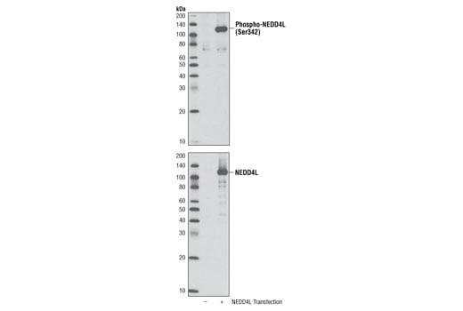 Western Blotting Image 2: Phospho-NEDD4L (Ser342) Antibody
