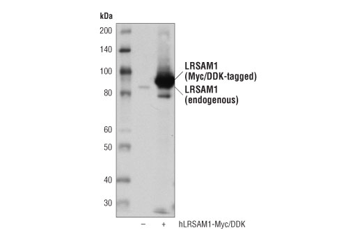 Western Blotting Image 2: LRSAM1 (D1O5S) Rabbit Monoclonal Antibody