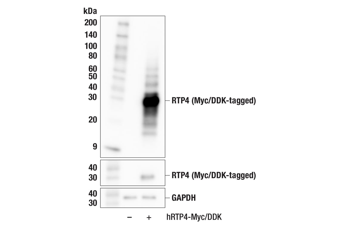 Western Blotting Image 2: RTP4 (F7F6V) Rabbit Monoclonal Antibody