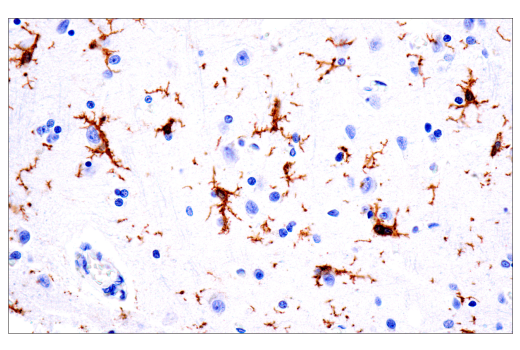 Immunohistochemistry Image 6: TMEM119 (E3E4T) Mouse Monoclonal Antibody (BSA and Azide Free)