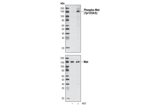 Western Blotting Image 2: Phospho-Met (Tyr1234/1235) (D26) Rabbit Monoclonal Antibody (Biotinylated)