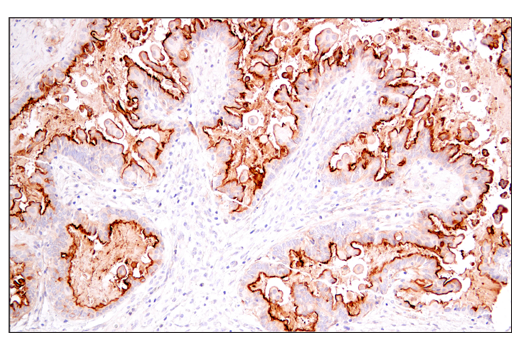 Immunohistochemistry Image 4: DAF/CD55 (E7G2U) Rabbit Monoclonal Antibody