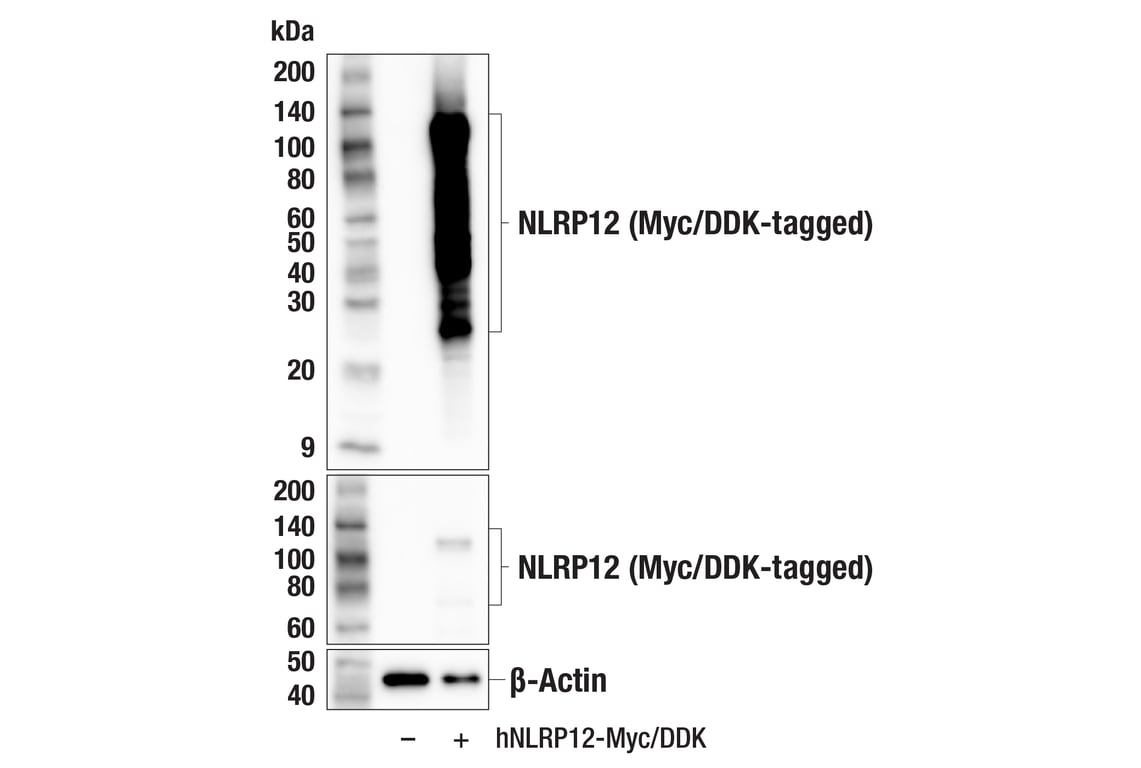 Western Blotting Image 2: NLRP12 (E8A3C) Rabbit Monoclonal Antibody