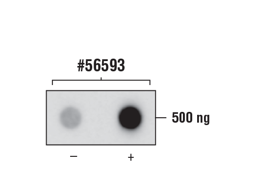 Dot Blot Image 2: N6-Methyladenosine (m6A) (D9D9W) Rabbit Monoclonal Antibody