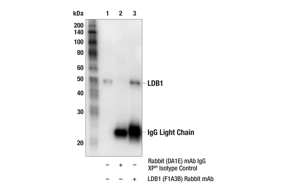 Immunoprecipitation Image 1: LDB1 (F1A3B) Rabbit Monoclonal Antibody