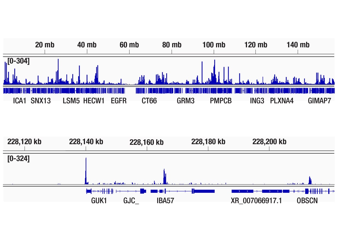 CUT & Tag Image 2: NRF1 (D9K6P) Rabbit Monoclonal Antibody