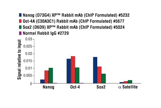 Chromatin Immunoprecipitation Image 1: SimpleChIP<sup>®</sup> Stem Cell Master Regulator Assay Kit