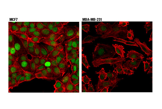 Immunofluorescence Image 1: XPC (D1M5Y) Rabbit Monoclonal Antibody