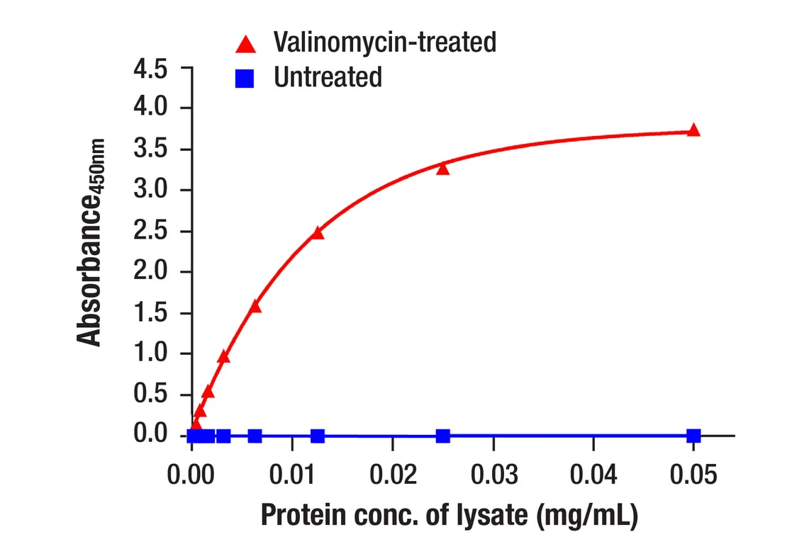 ELISA and/or ELISA-like Assays Image 2: Ubiquitin (P4D1) Mouse Monoclonal Antibody (BSA and Azide Free)