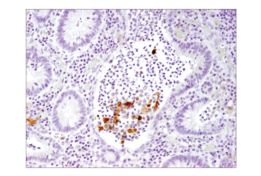Immunohistochemistry Image 2: IL-1 beta (3A6) Mouse Monoclonal Antibody (BSA and Azide Free)