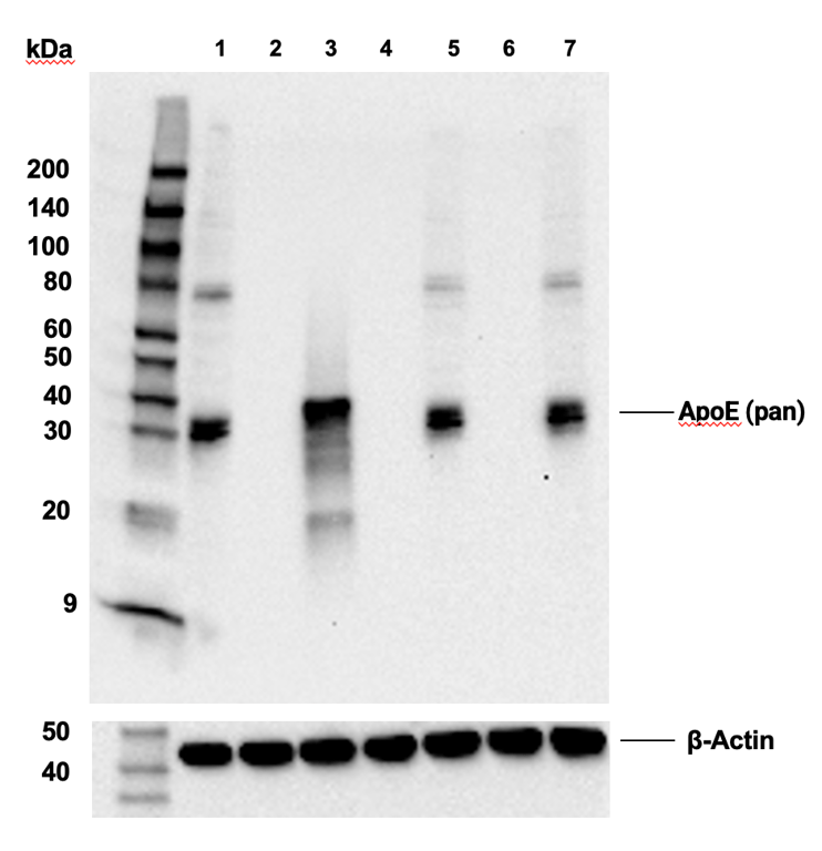 Western Blotting Image 3: ApoE (pan) (D7I9N) Rabbit mAb (BSA and Azide Free)