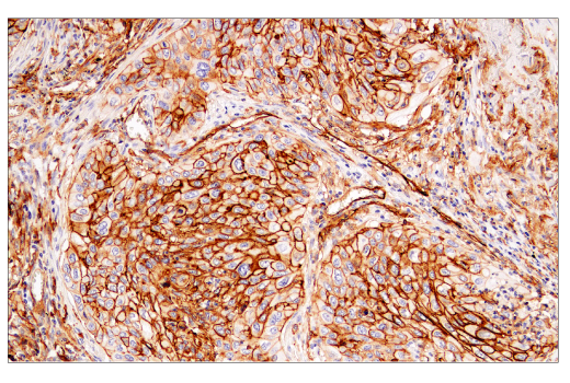 Immunohistochemistry Image 1: CD141/Thrombomodulin (E7Y9P) Rabbit Monoclonal Antibody (BSA and Azide Free)