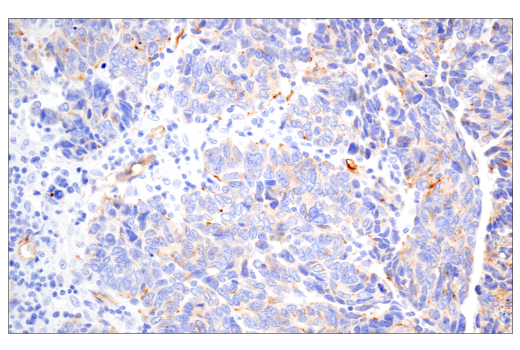 Immunohistochemistry Image 6: PODXL (E8O1S) Rabbit Monoclonal Antibody