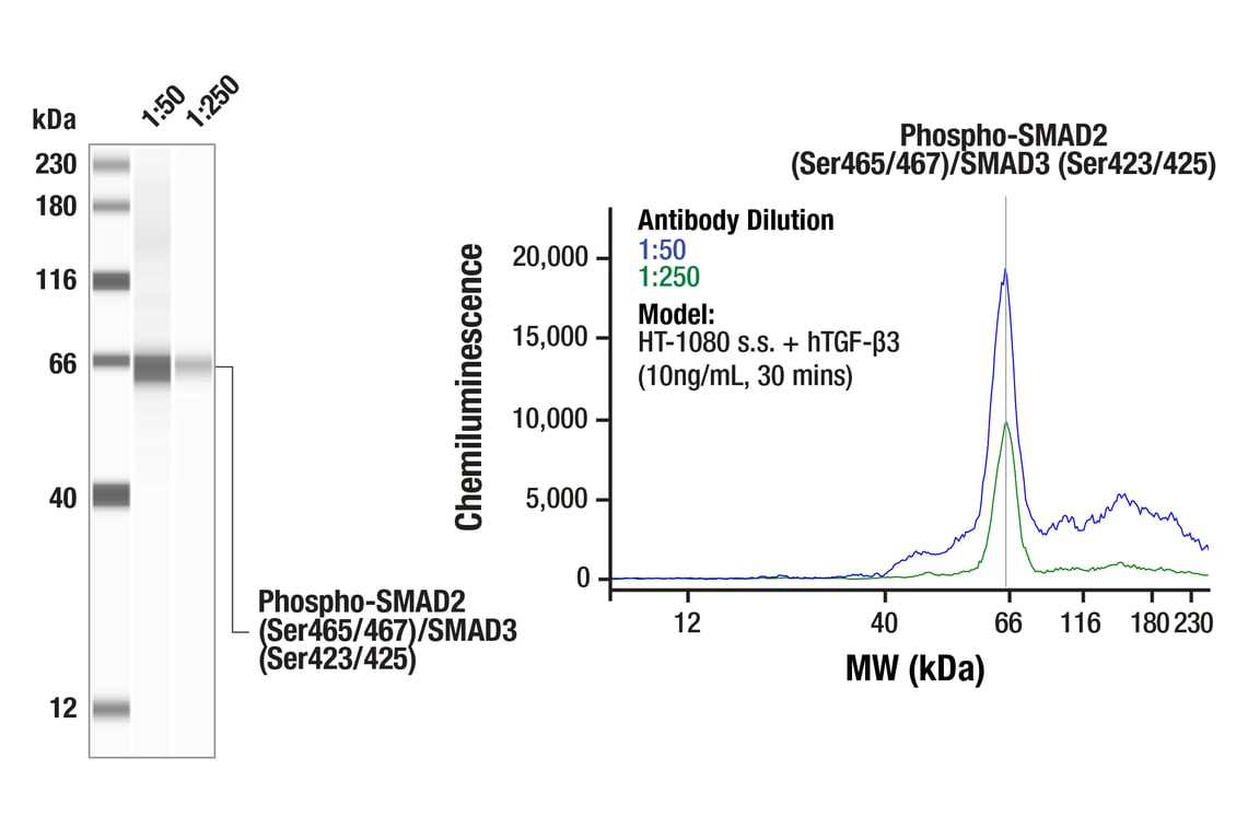 Western Blotting Image 1: Phospho-SMAD2 (Ser465/467)/SMAD3 (Ser423/425) (D27F4) Rabbit Monoclonal Antibody