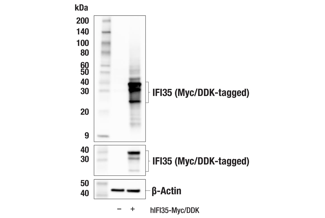 Western Blotting Image 2: IFI35 (E3A8S) Rabbit Monoclonal Antibody