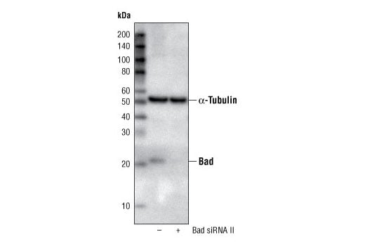 Western Blotting Image 2: Bad Antibody